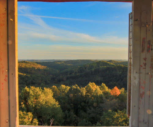 Trees outside of window