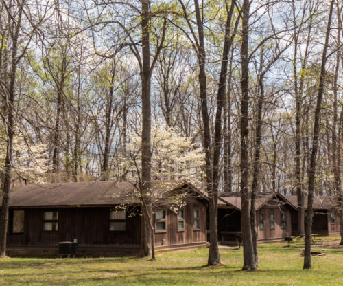 Trees with buds by the cabins