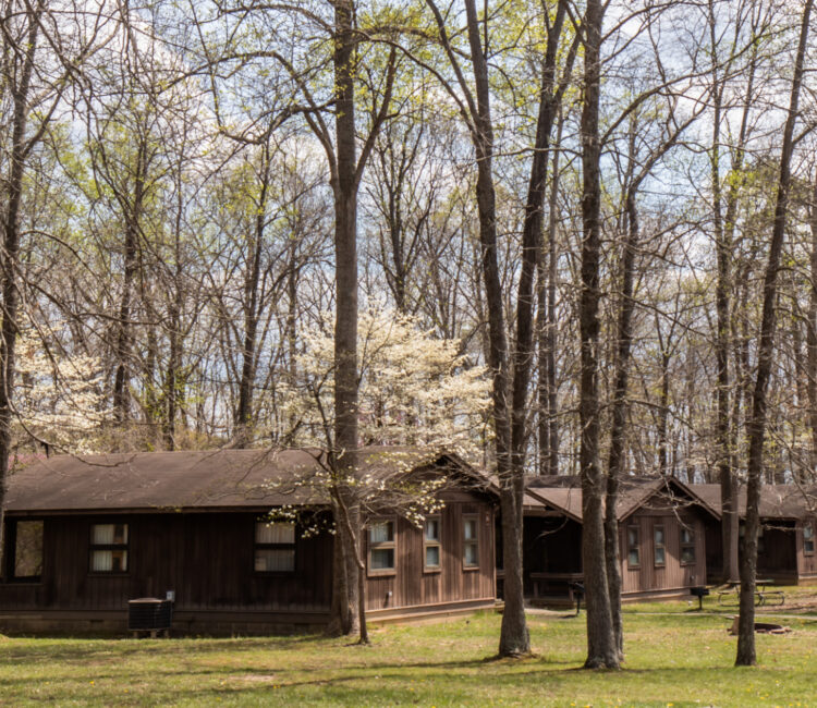 Trees with buds by the cabins