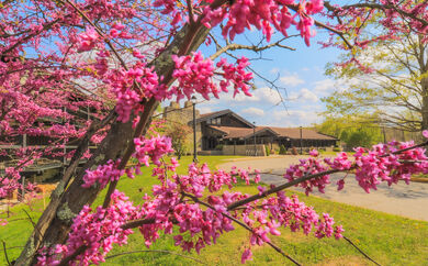 Spring flowers in front of the lodge
