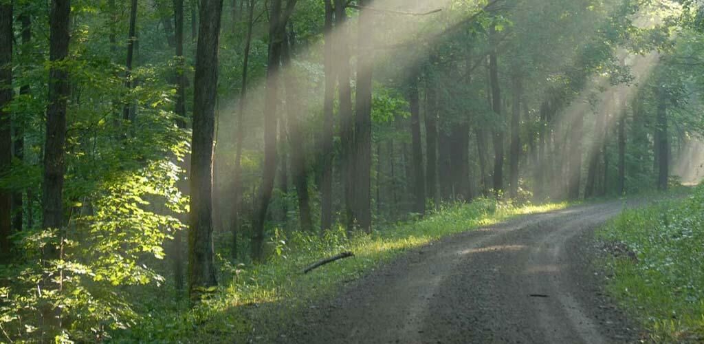 Gravel road through the state park